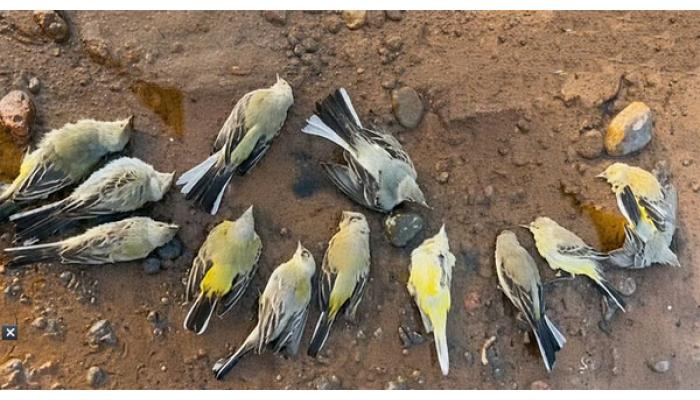 कराडमध्ये मृत कासवाजवळ जमलेल्या 35 पक्ष्यांचा काही मिनिटांतच मृत्यू झाल्याने खळबळ; विषबाधा की आणखी काही, वनविभाग सतर्क